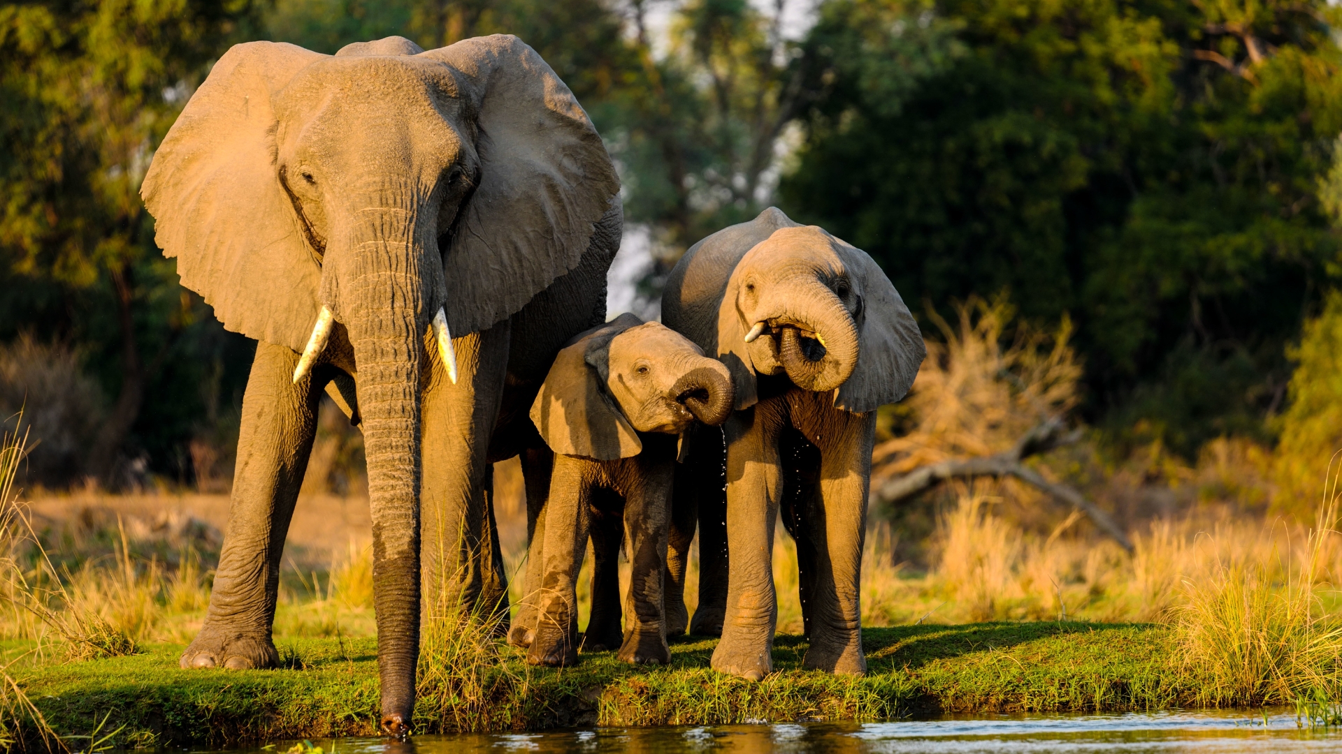 Safari background 4